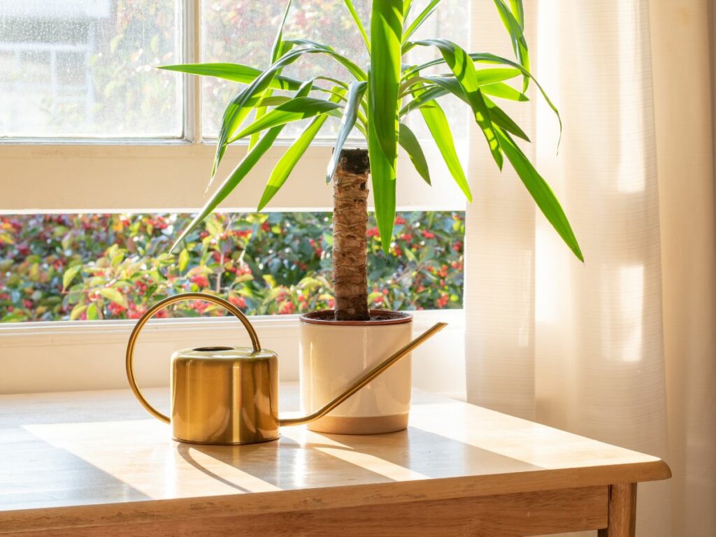 Open window because homes air quality matters. A houseplant thriving because the interior air mixes well with fresh air through an open window in sunlight.